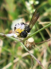 Trachypus mexicanus
