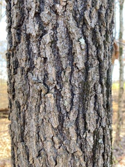Quercus velutina