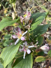 Tricyrtis