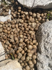 Pronolagus saundersiae