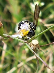 Trachypus mexicanus