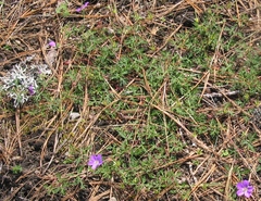 Geranium potentillifolium
