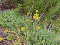 Helichrysum cymosum