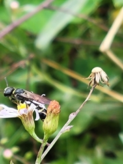 Trachypus mexicanus
