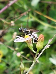 Trachypus mexicanus