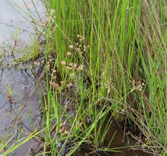 Juncus lomatophyllus