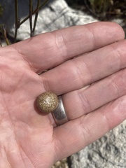 Pronolagus saundersiae