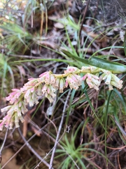 Dracophyllum secundum