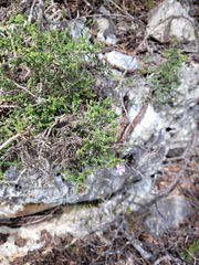 Jamesbrittenia calciphila