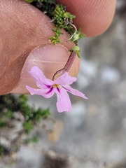 Jamesbrittenia calciphila