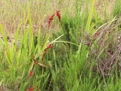 Chasmanthe aethiopica