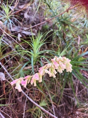 Dracophyllum secundum