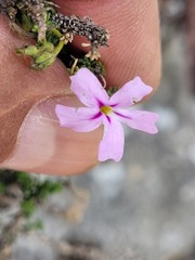 Jamesbrittenia calciphila