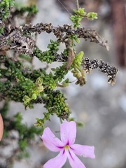 Jamesbrittenia calciphila