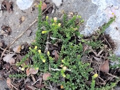 Jamesbrittenia calciphila