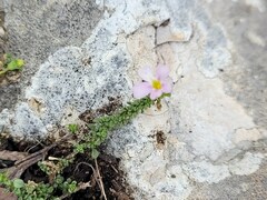 Jamesbrittenia calciphila