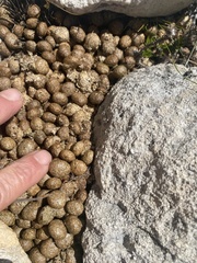 Pronolagus saundersiae