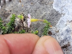 Jamesbrittenia calciphila