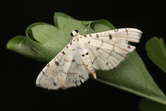 Pycnarmon cribrata