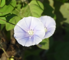 Jacquemontia pringlei