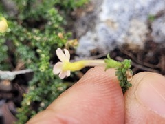 Jamesbrittenia calciphila