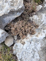 Delosperma litorale