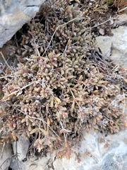 Delosperma litorale