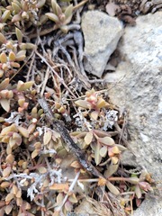 Delosperma litorale