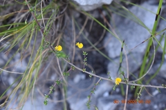 Aspalathus retroflexa retroflexa