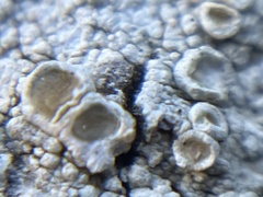 Lecanora caesiorubella