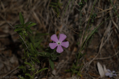 Phlox roemeriana