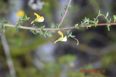 Aspalathus retroflexa retroflexa