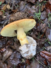 Amanita caesarea