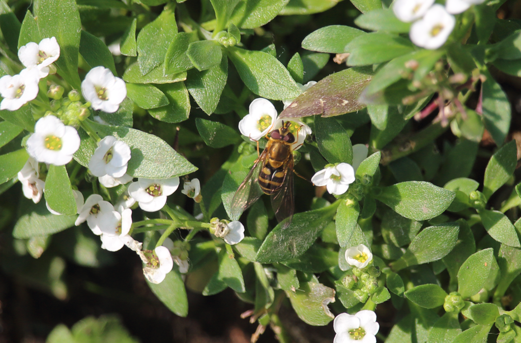 Syrphus shorae