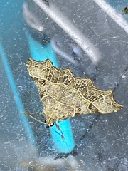 Periphrage barbatula