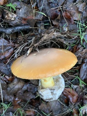 Amanita caesarea