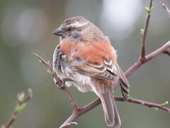 Passer melanurus melanurus
