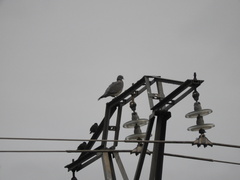 Columba palumbus palumbus