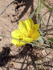 Oenothera mollissima