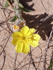Oenothera mollissima