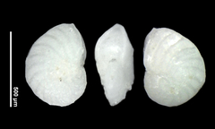Zeaflorilus parri
