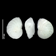 Zeaflorilus parri