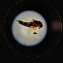 Staphylinidae