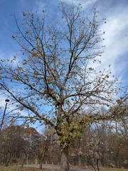 Quercus macrocarpa