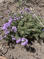 Glandularia tenera