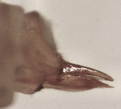 Ctenarytaina insularis