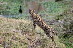 Leptailurus serval lipostictus