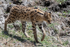 Leptailurus serval lipostictus