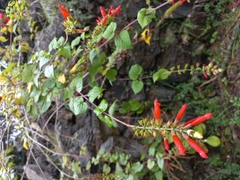 Salvia holwayi