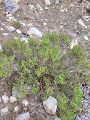 Oedera uniflora